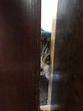 猫防扉 監視者.jpg