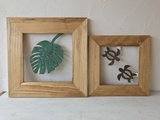 monstera honu.jpg